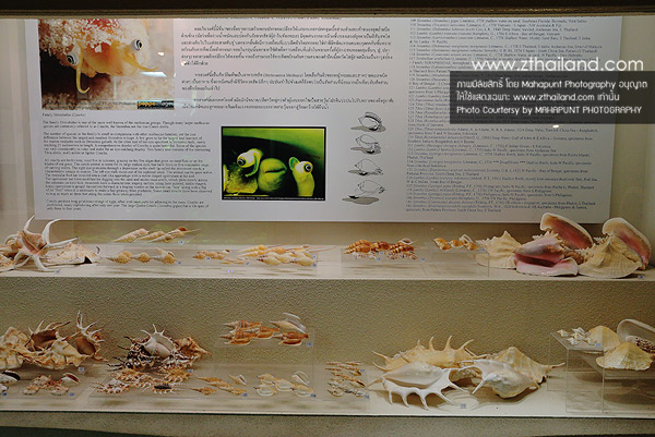 พิพิธภัณฑ์เปลือกหอย (Bangkok Seashell Museum) กรุงเทพฯ