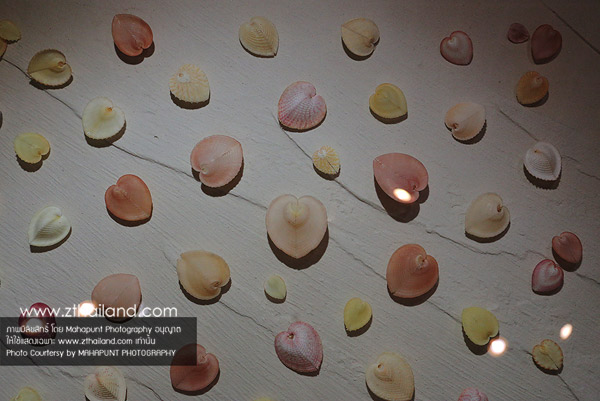 พิพิธภัณฑ์เปลือกหอย (Bangkok Seashell Museum) กรุงเทพฯ