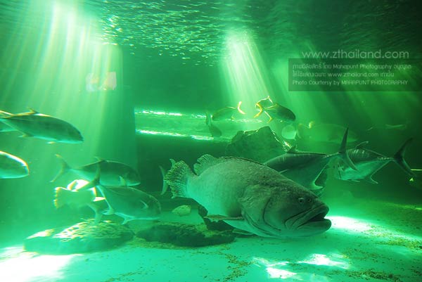 พิพิธภัณฑ์สัตว์น้ำบางแสน  สถาบันวิทยาศาสตร์ทางทะเล บางแสน ชลบุรี