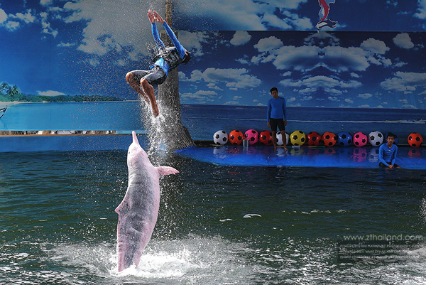 Pattaya Dolphin World (โลมาโชว์) สัตหีบ ชลบุรี