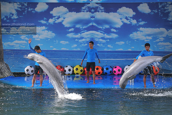 Pattaya Dolphin World (โลมาโชว์) สัตหีบ ชลบุรี