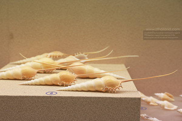 พิพิธภัณฑ์เปลือกหอย (Phuket Seashell & Museum) ภูเก็ต
