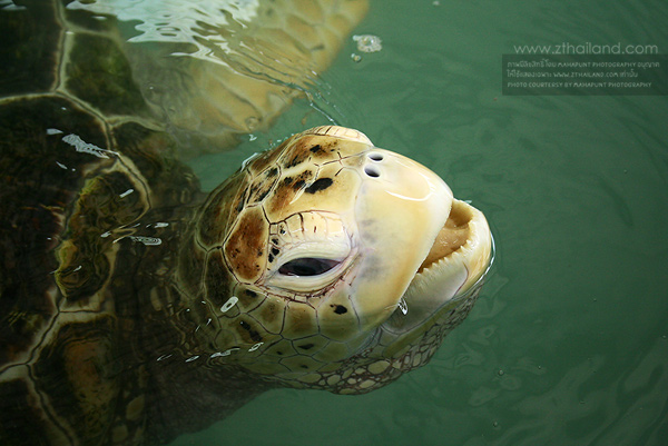 ศูนย์อนุรักษ์พันธุ์เต่าทะเล กองทัพเรือ สัตหีบ ชลบุรี